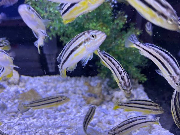 Auratus Cichlid (Melanochromis auratus)