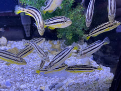 Auratus Cichlid (Melanochromis auratus)