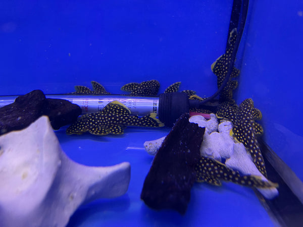 L18 Golden Nugget Pleco (Baryancistrus xanthellus)