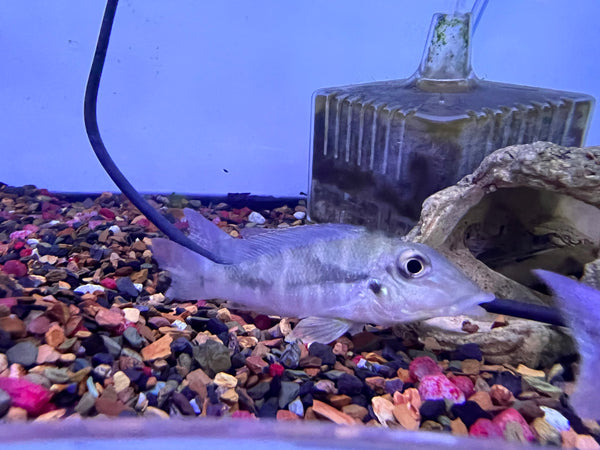 Retroculus lapidifer