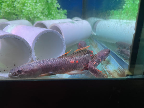 Red Wolf fish (Erythrinus erythrinus)