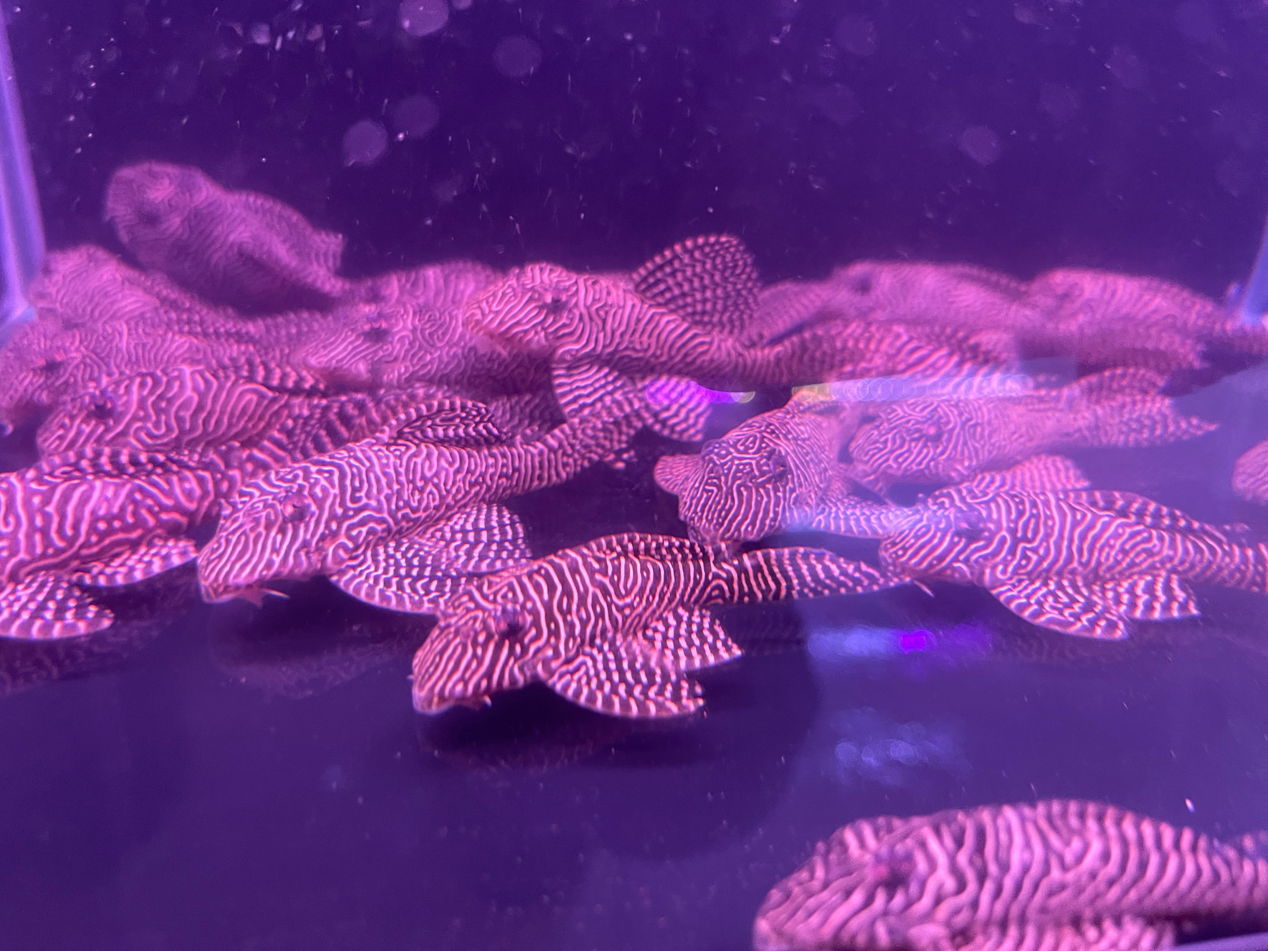 Queen Arabesque Pleco