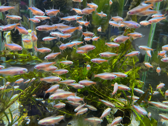 Albino Cardinal Tetra "Paracheirodon axelrodi"