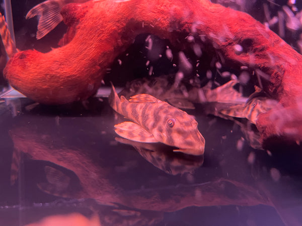 L15 Candy Striped Pleco (Peckoltia Vittata)