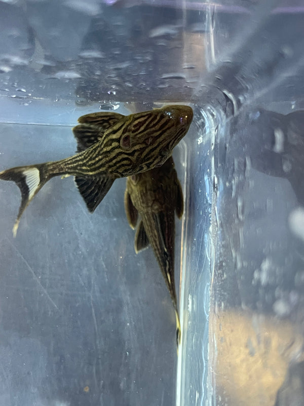 L27 Thunder Line Royal Pleco (Panaque nigrolineatus)