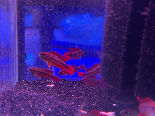 Apistogramma Agassizii "Super Red" Male