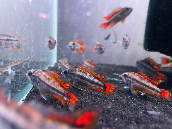 Apistogramma Triple Red Cockatoo Pair( 1M+1F )