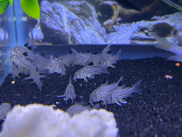Julii Cory ( Corydoras Julii )