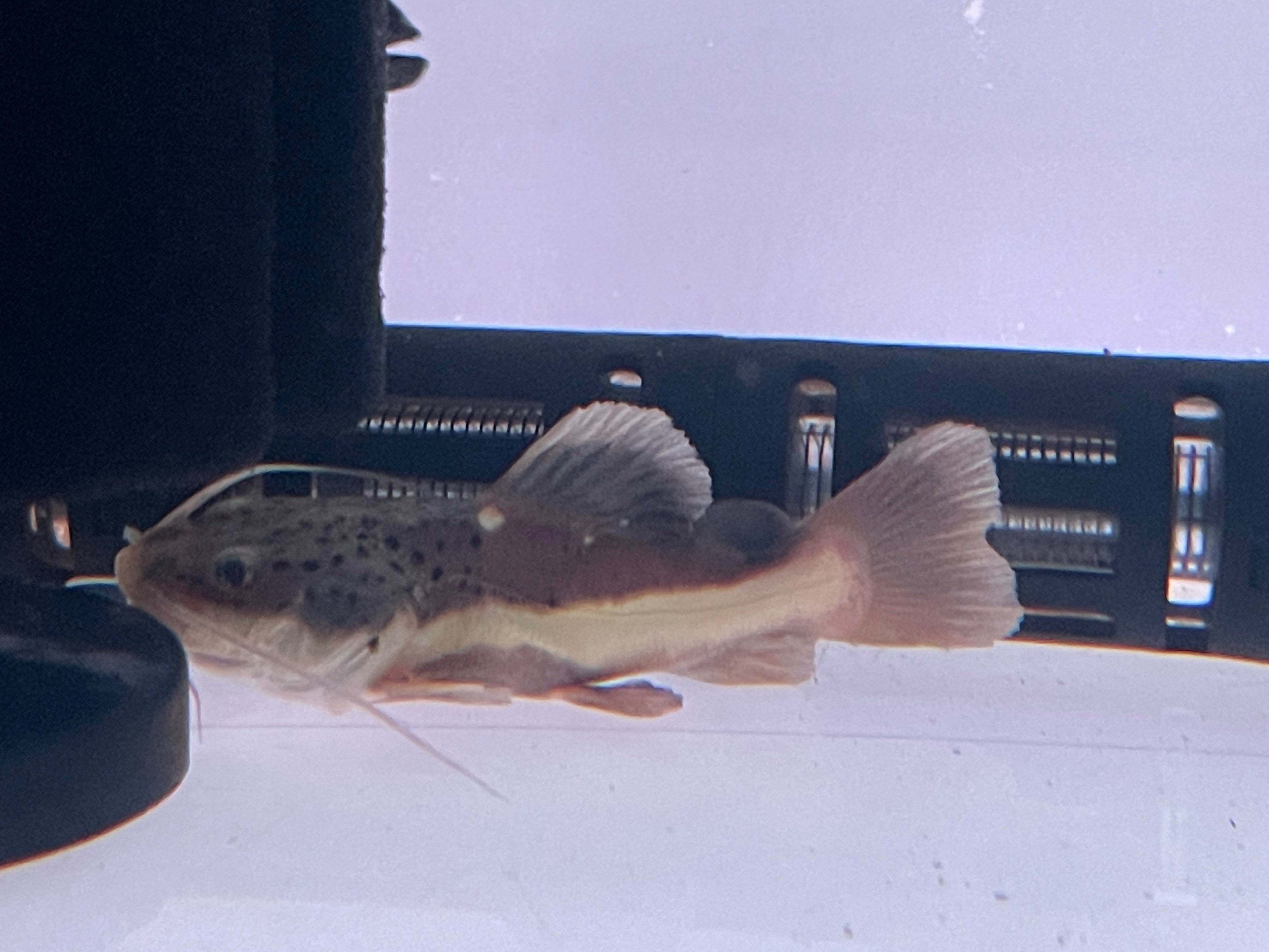 ShortBody Redtail catfish RTC (Phractocephalus hemioliopterus)