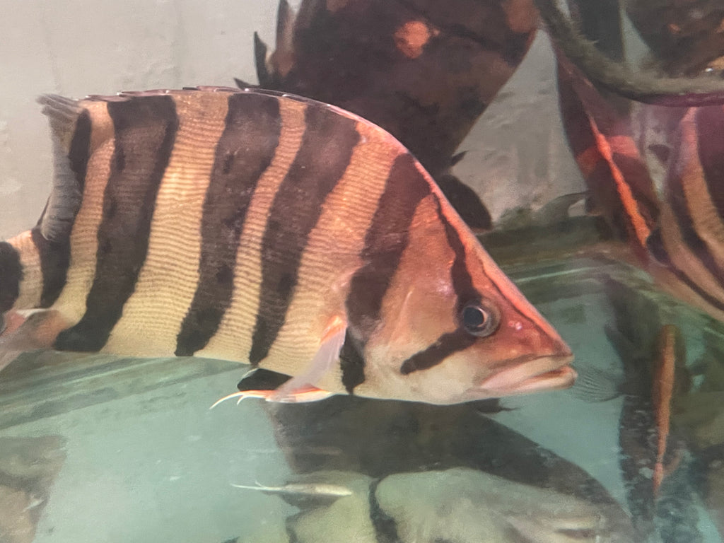 Sumatra Tiger Datnoid (Datnioides microlepis )