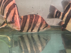 Sumatra Tiger Datnoid (Datnioides microlepis )