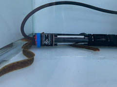 Tiger Moray Eel (Gymnothorax Polyuranodon)