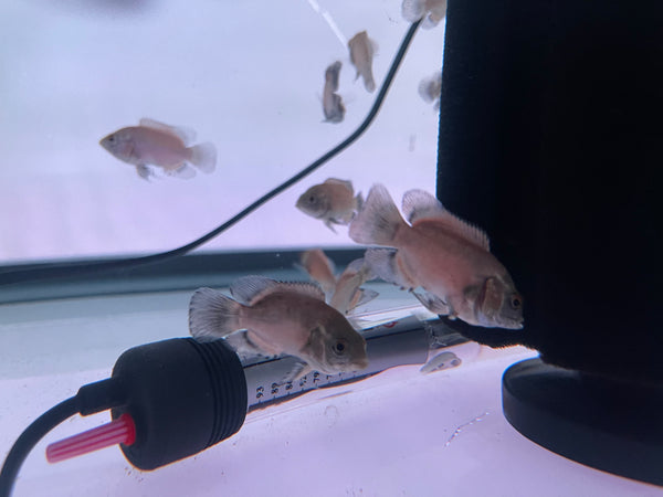 Paris Oscar (Astronotus ocellatus)
