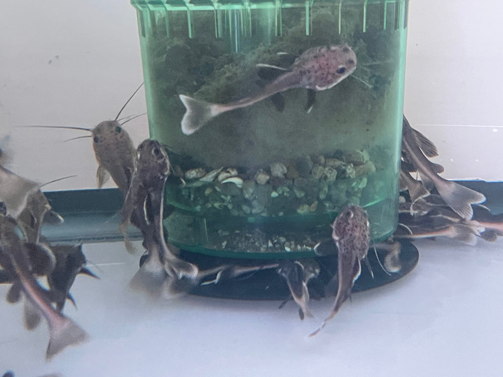 Black RedTail Catfish RTC (Phractocephalus hemioliopterus ...