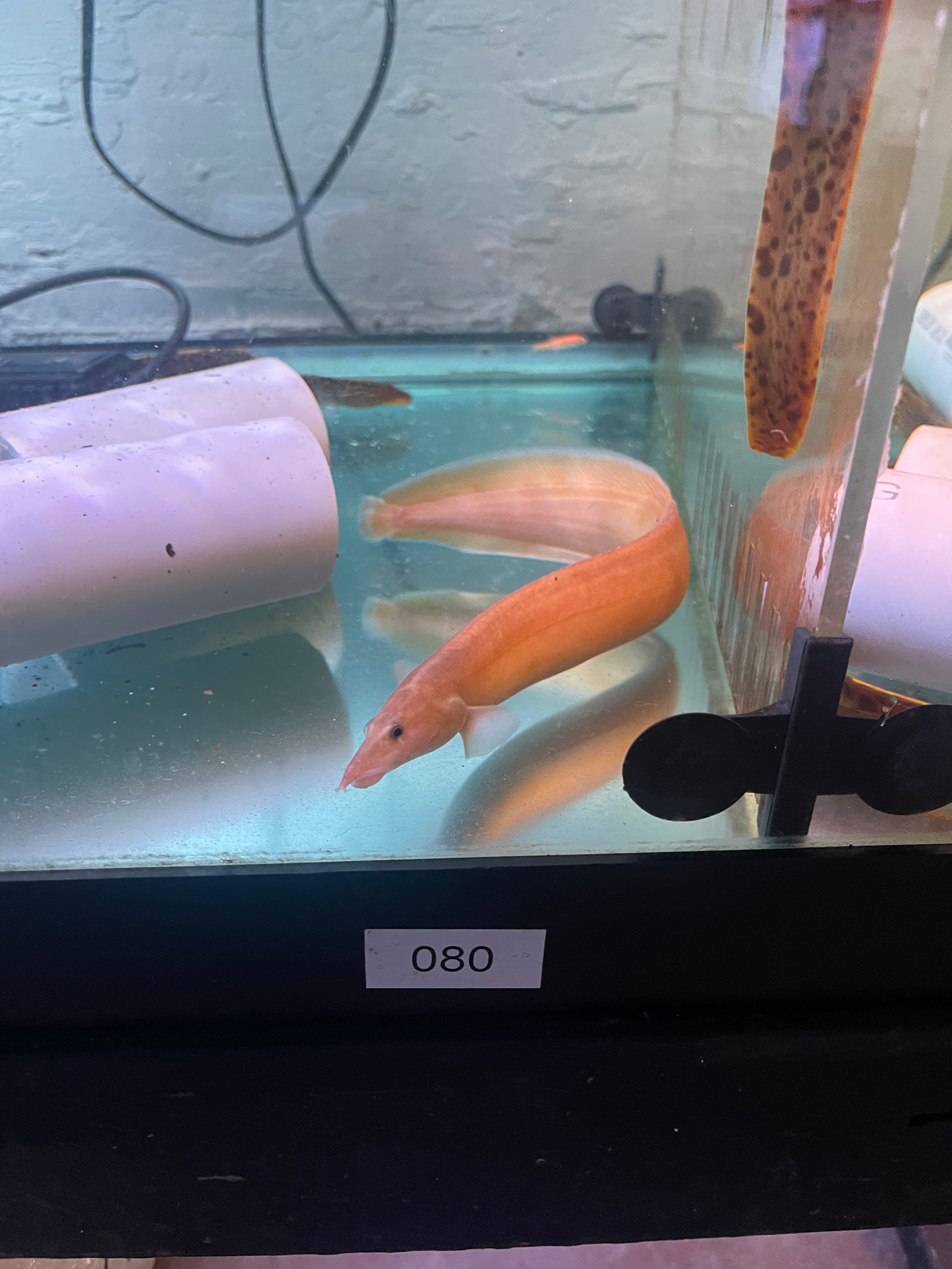 Xanthic Golden Fire Eel | Rare Spiny Eel