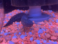Marbled Lungfish (Aethiopicus Protopterus)