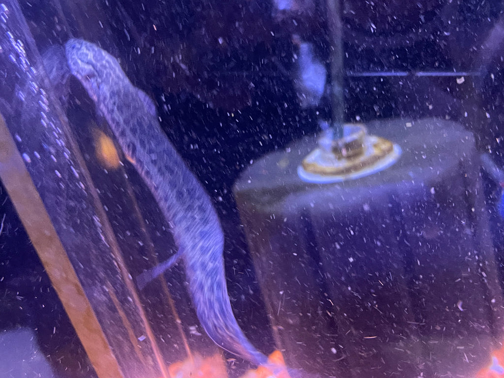 Marbled Lungfish (Aethiopicus Protopterus)