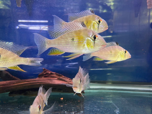 Wild Hecklii Geophagus (Geophagus heckelii)