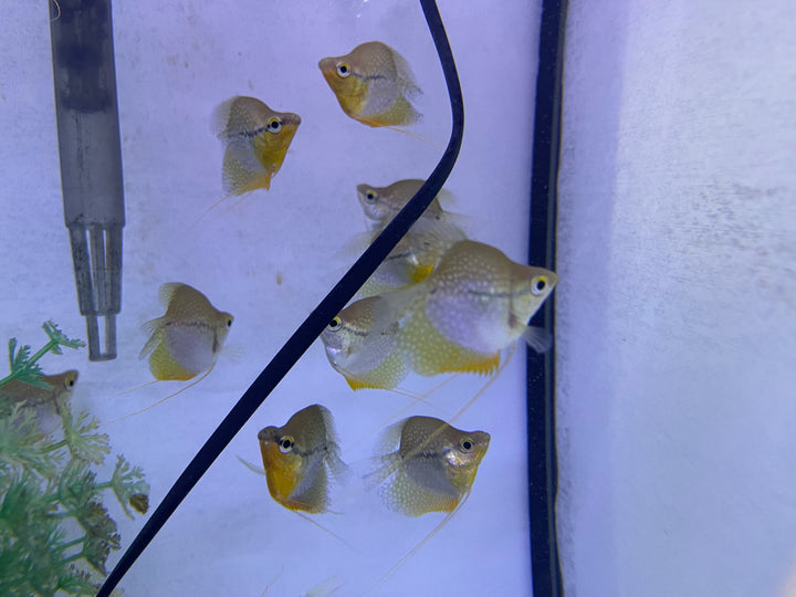 Pearl Gourami Short Body (Trichogaster leeri)