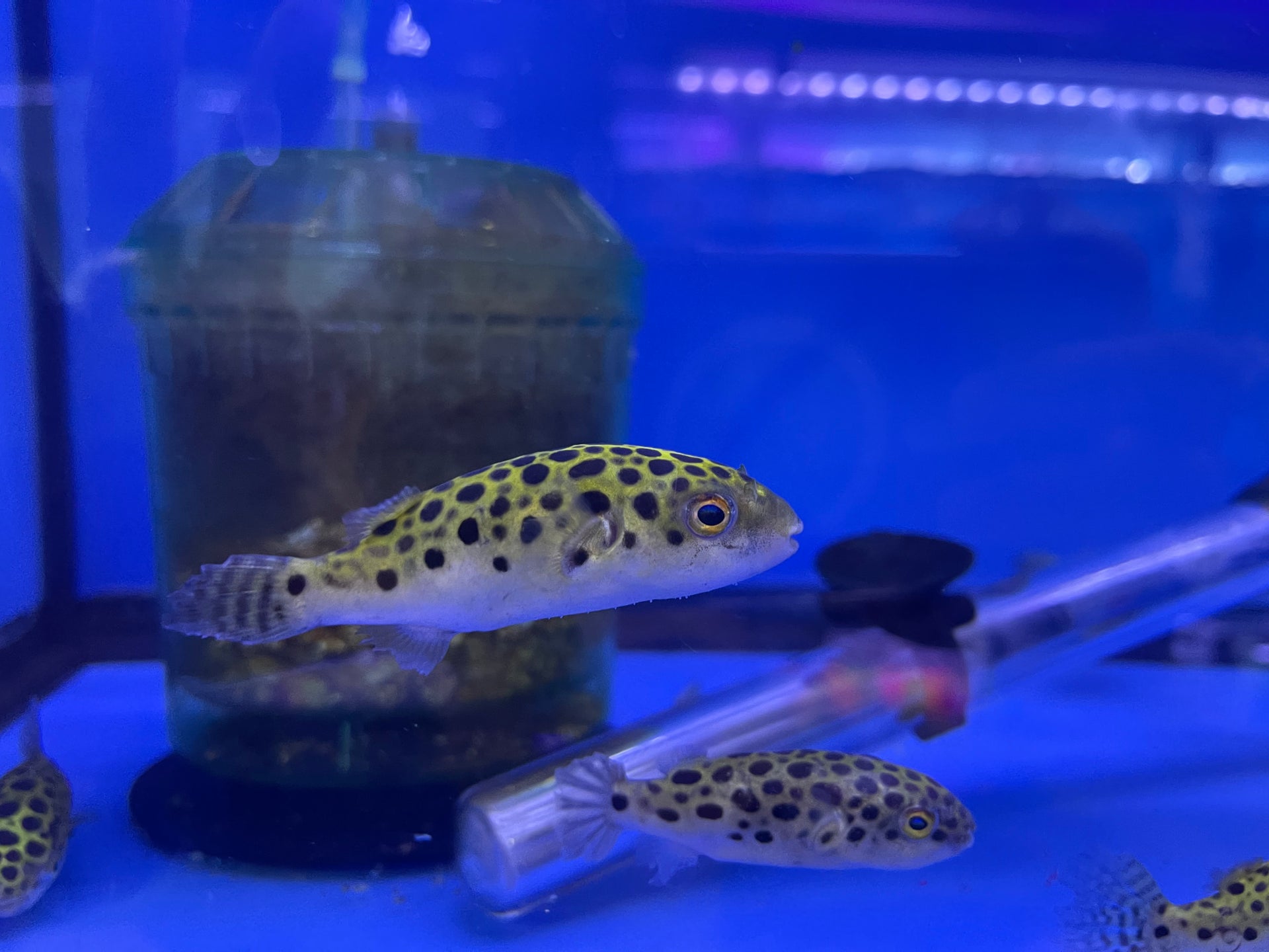 Green Spotted Puffer (Dichotomyctere nigroviridis) Monster Aquarium