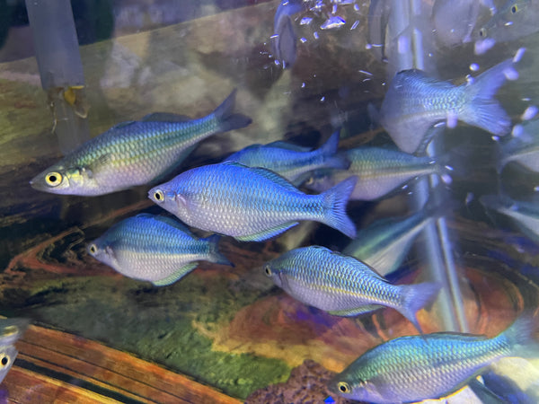 Turquoise Blue Rainbow (Melanotaenia lacustris)