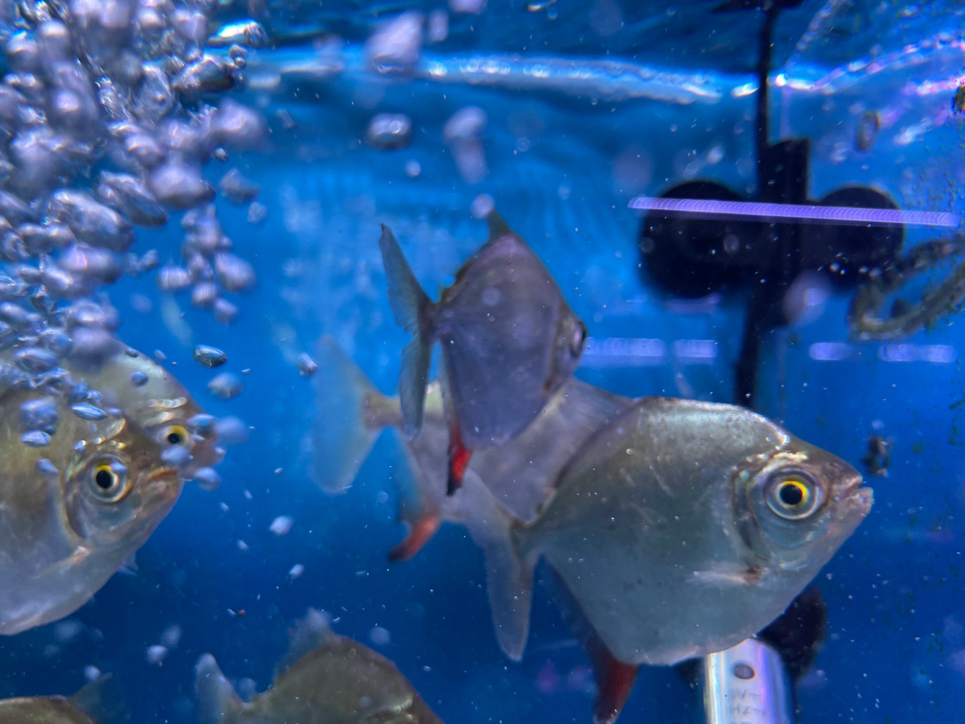 blue hook silver dollar fish Red Hook Silver Dollar (Myloplus rubripinnis)