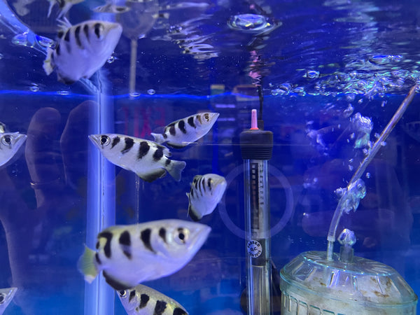 Archer Fish (Toxotes jaculatrix)