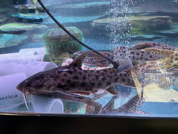 Longirostris Synodontis Catfish (Synodontis longirostris)