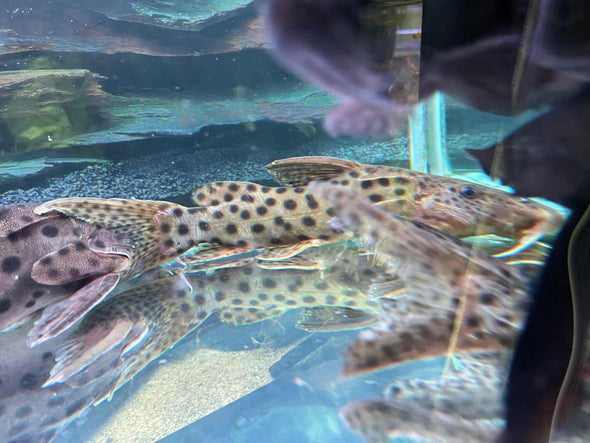 Longirostris Synodontis Catfish (Synodontis longirostris)