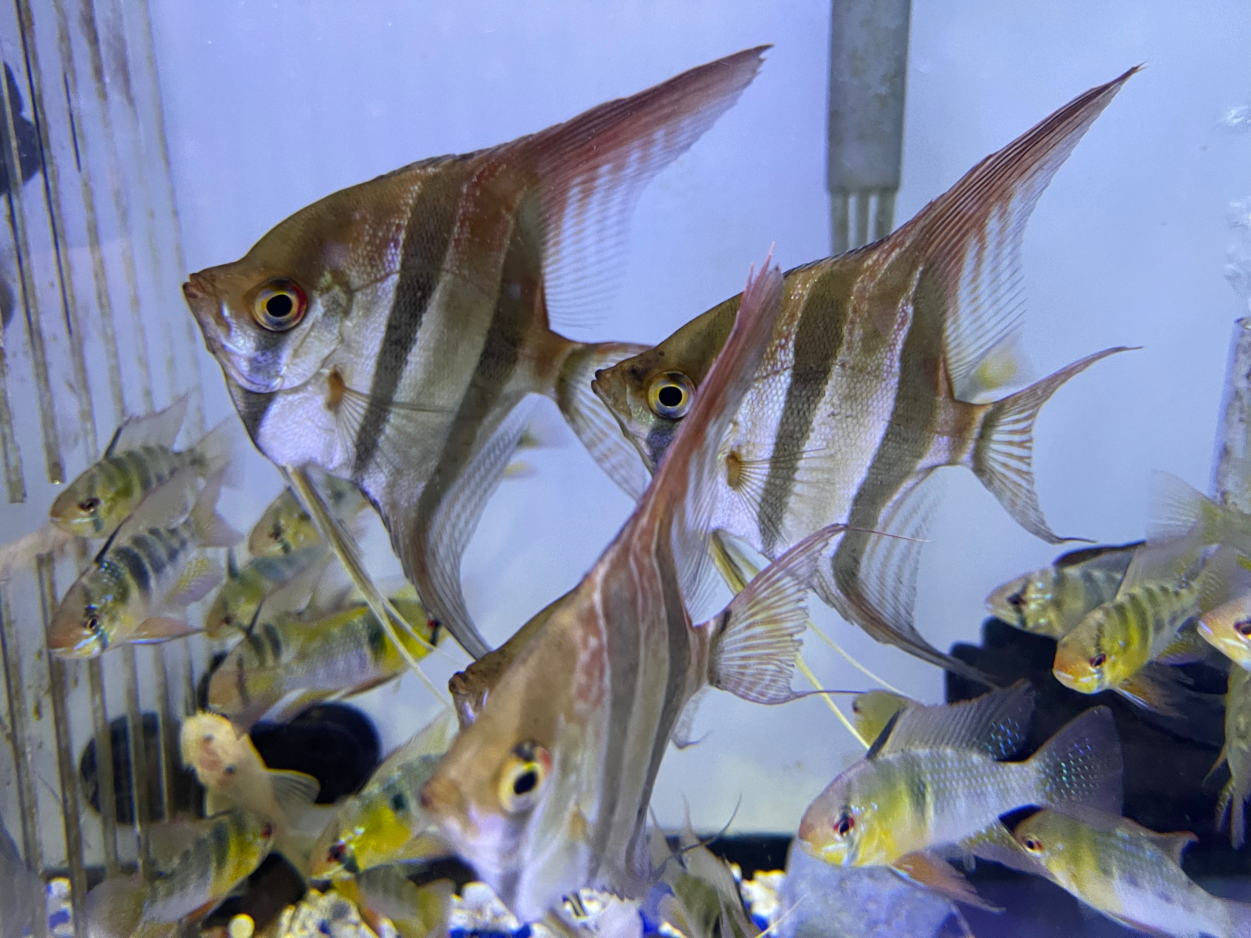 Altum Angel Fish | Large Freshwater Cichlid