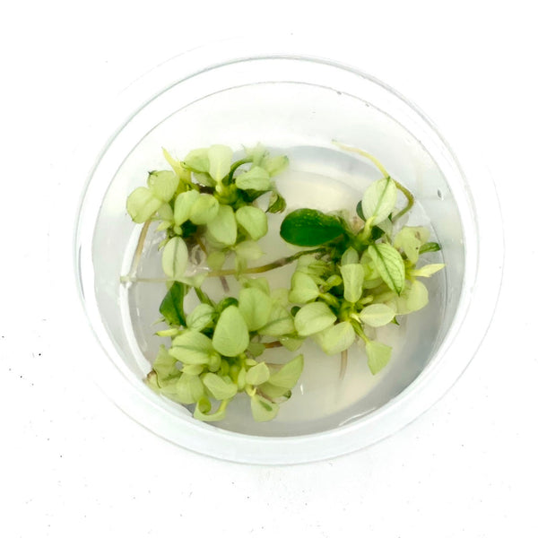 Anubias's bartering var. nana petite 'Snow Flake'  IC126