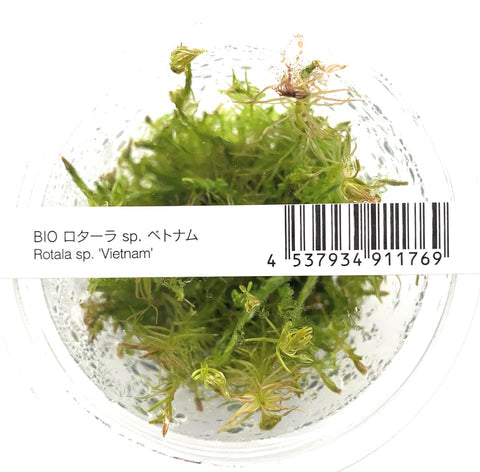 Rotala sp. 'Vietnam'  ADA IC025