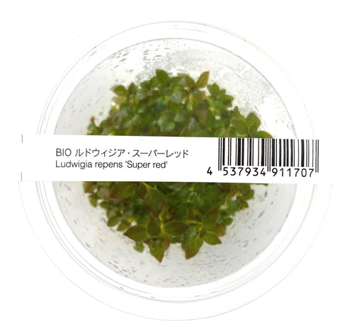Ludwigia Repens ' Super Red'  ADA IC407