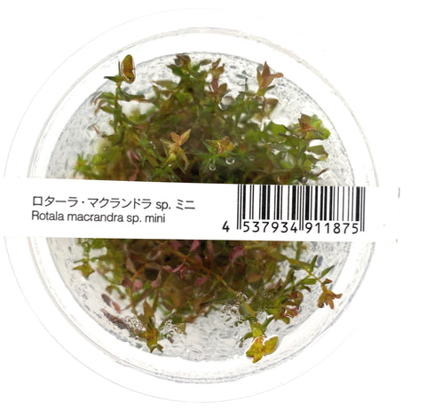 Rotala Macrandra sp "Mini Butterfly" ADA IC438