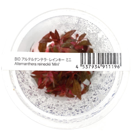 Alternanthera Reineckii 'mini' ADA IC408
