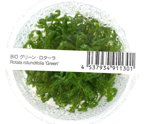 Rotala Rotundifolia ' Green '  ADA IC011