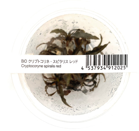Cryptocoryne Spiralis 'Red" ADA IC195
