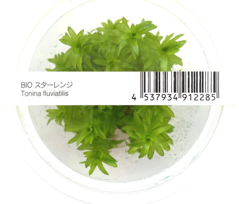 Tonina Fluviatalis IC464