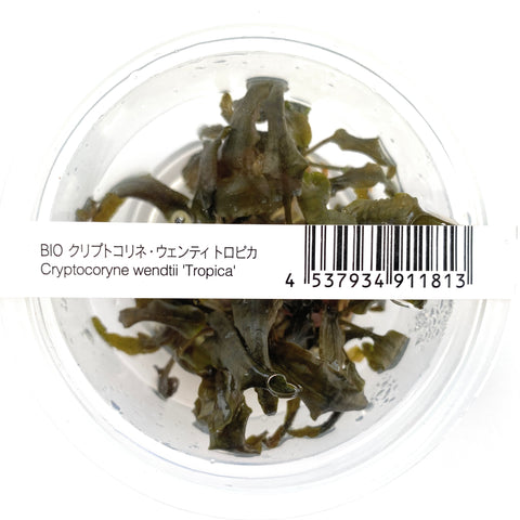 Cryptocoryne wendtii ' Tropica' ADA IC095