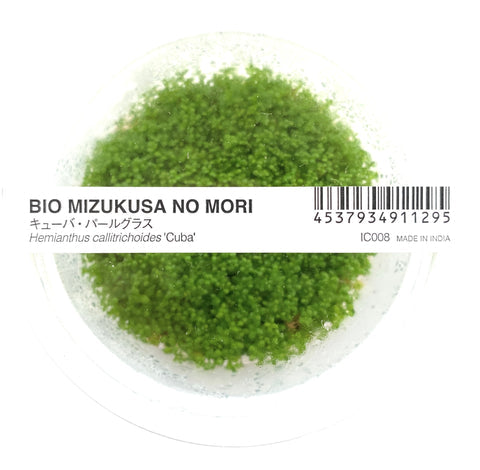 Hemianthus Callitrichoides 'Cuba' ADA IC008