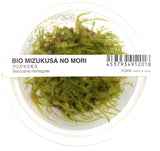 Vesicularia Montagnei Christmas Moss IC809