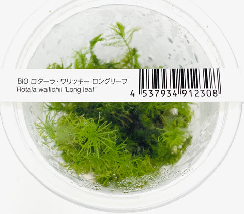 Rotala Wallichii ' Long Leaf '  ADA IC389