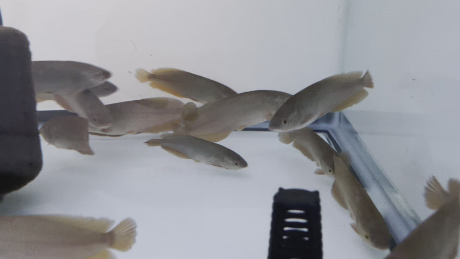 African Arowana (Heterotis niloticus)