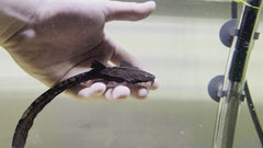 Mottled Eel-Tailed Banjo Catfish