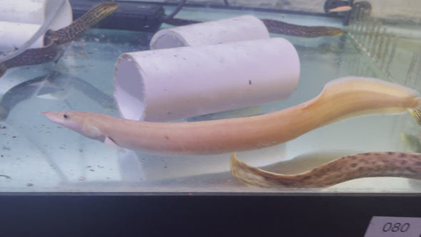 Golden Fire Eel (Mastacembelus erythrotaenia)
