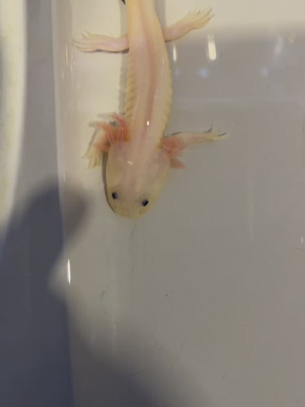 Firefly Axolotl #C (Ambystoma mexicanum)