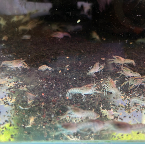 Dwarf Brazos Blue Crayfish  (CAMBARELLUS TEXANUS "BLUE")