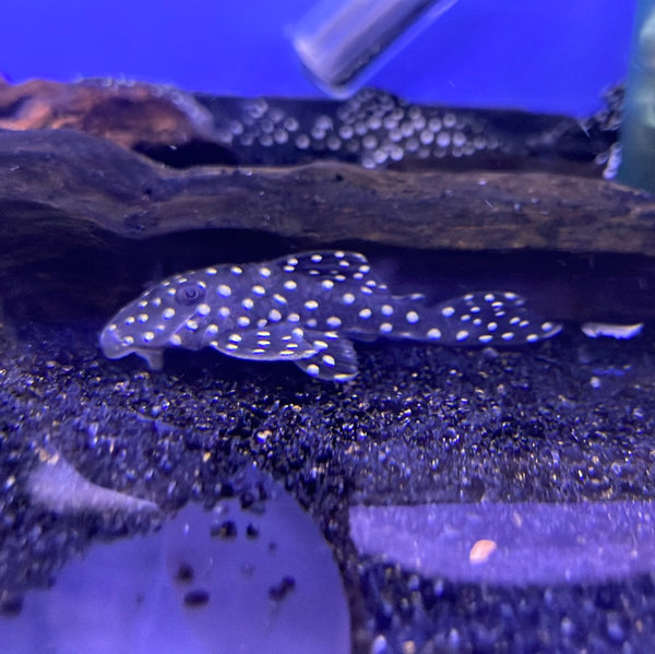 L142 / LDA33 SnowBall Pleco (Baryancistrus sp)