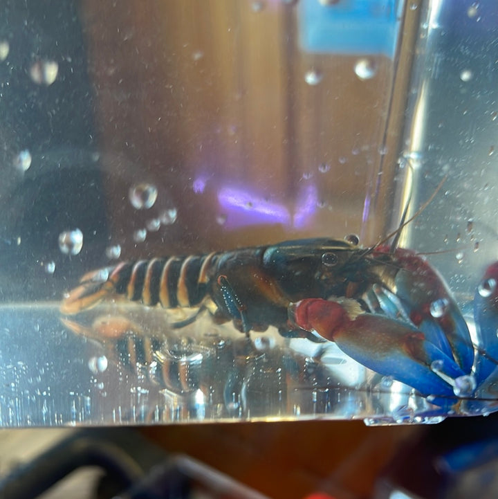 Red Claw Crayfish (Cherax peknyi)