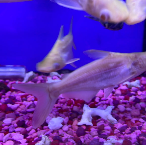 Albino Iridescent Shark (Pangasianodon hypophthalmus)